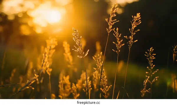 Golden Grass Blades at Sunset