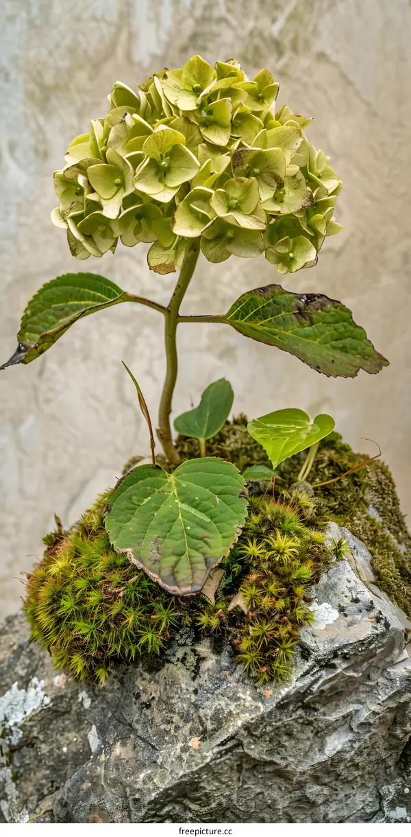 Green Flower Growing on a Rock