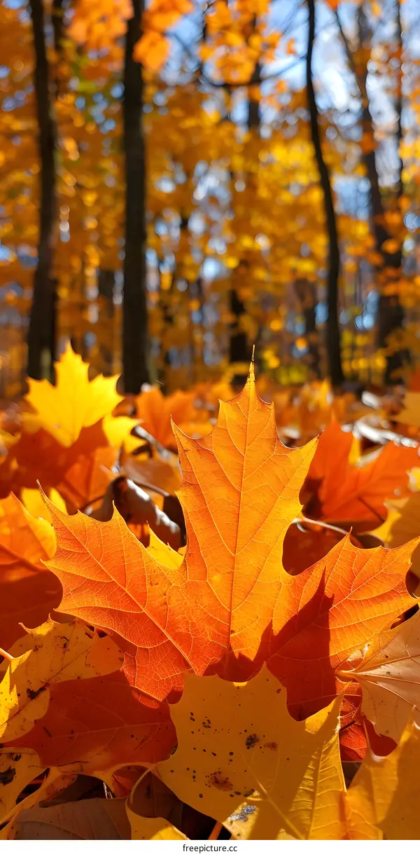 Fallen leaves in autumn