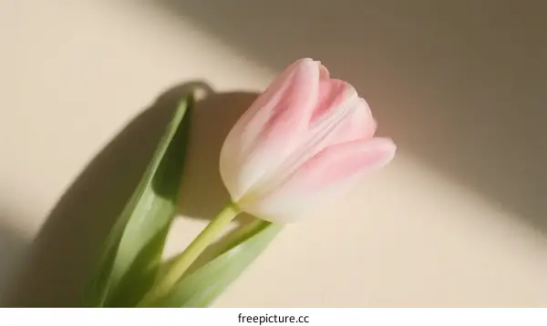 A Soft Pink Tulip with Green Leaves Under Soft Light
