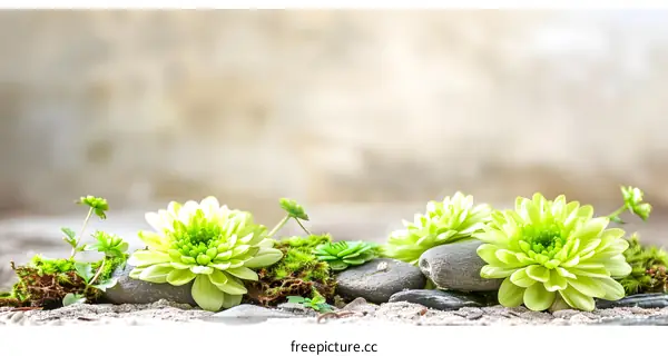 Green Flowers and Stones on Sand Background