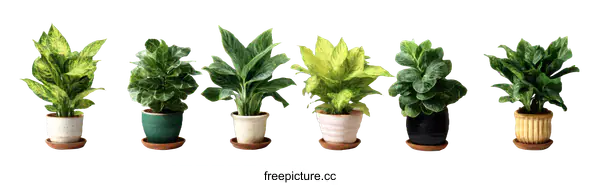 [Transparent Background PNG]Variety of Houseplants in Pots