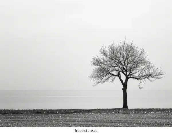 Solitary Tree on a Desolate Beach