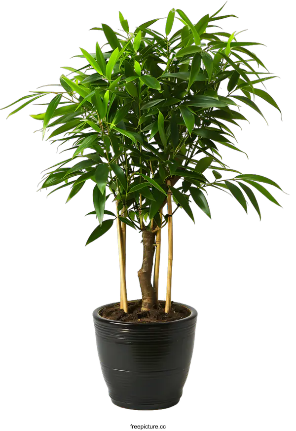 [Transparent Background PNG]Green Plant in Black Pot on White Background