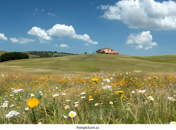 idyllic landscape with blooming yellow and white flowers and a lonely house on the hill under blue sky with white clouds