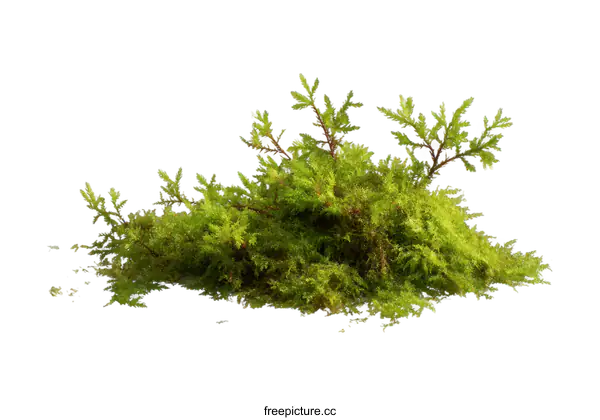 [Transparent Background PNG]Close-up View of Lush Green Moss Cluster