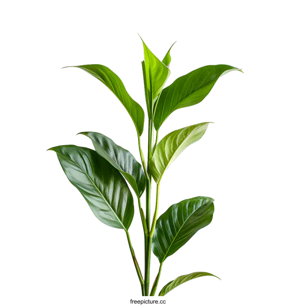 [Transparent Background PNG]Green leaves plant on white background