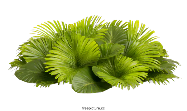 [Transparent Background PNG]Green Tropical Palm Leaves Isolated on White Background