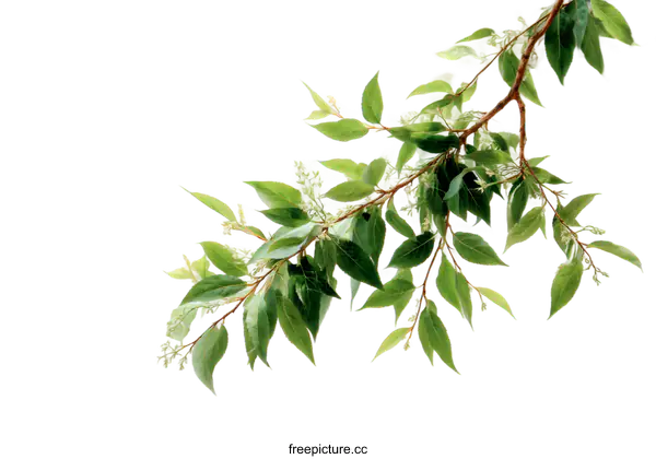 [Transparent Background PNG]Fresh Green Leaves on a Branch Against a Light Background