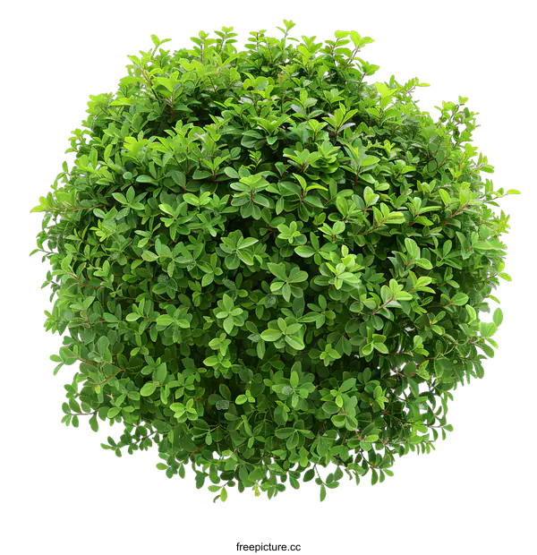 [Transparent Background PNG]Green Bush Isolated On White Background