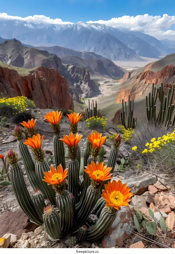 Orange Torch Cactus in the Andes