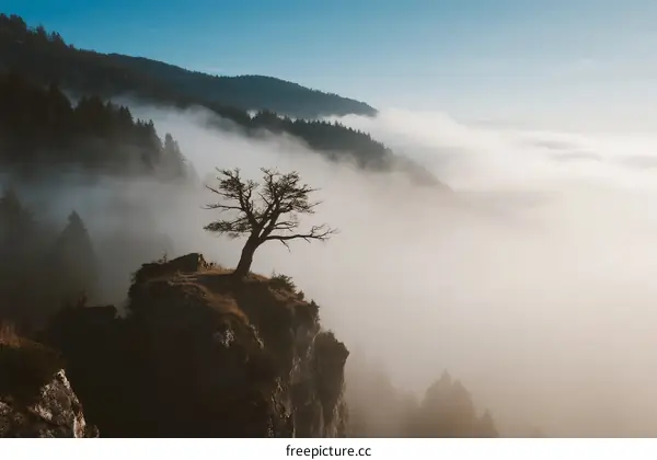 Lone Tree Perched on Cliff Above Flowing Misty Valley