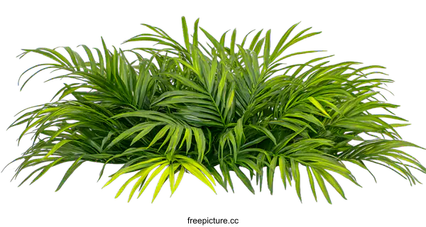 [Transparent Background PNG]Green Tropical Palm Leaves on White Background