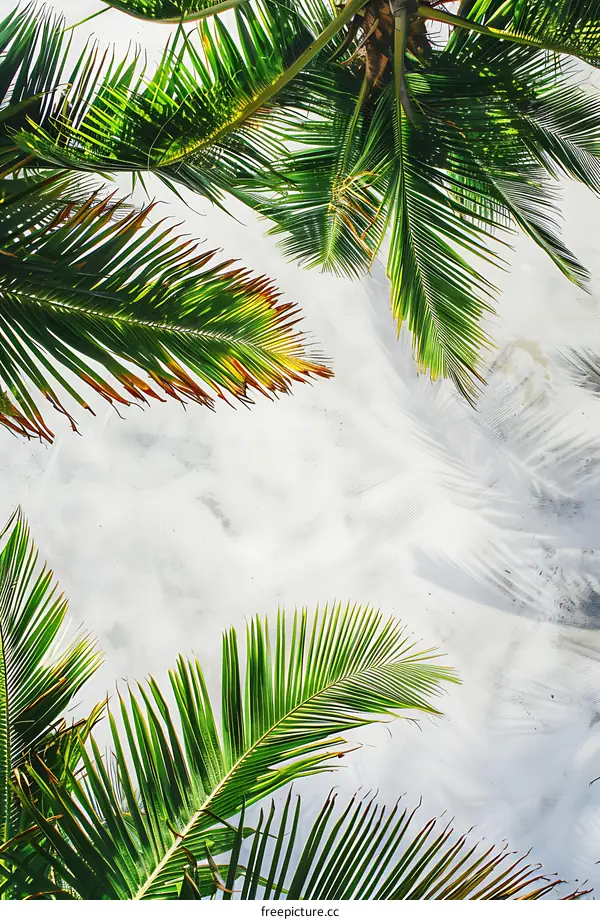 Palm Tree Leaves on White Wall