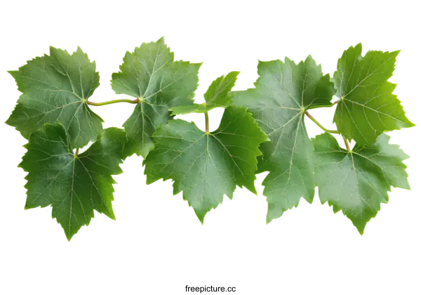 [Transparent Background PNG]Fresh Grape Leaves Isolated on White Background
