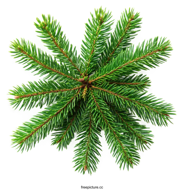 [Transparent Background PNG]Close-up Christmas Fir Tree Branch Decoration