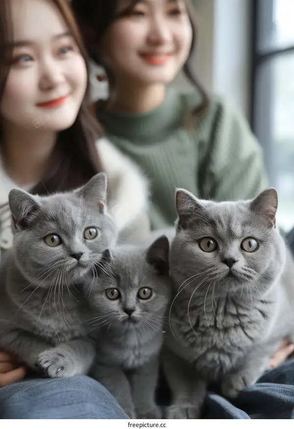 Two young Asian women with three British Shorthair cats on their laps