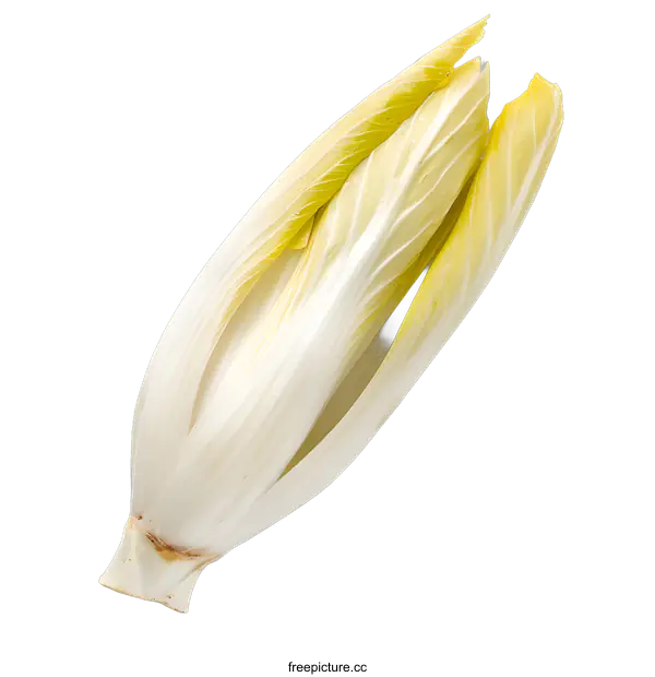 [Transparent Background PNG]Fresh Green Chicory Isolated on White Background