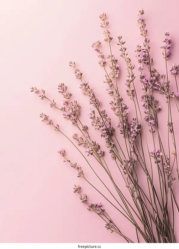Lavender Flowers on Pink Background Minimalist Floral Arrangement