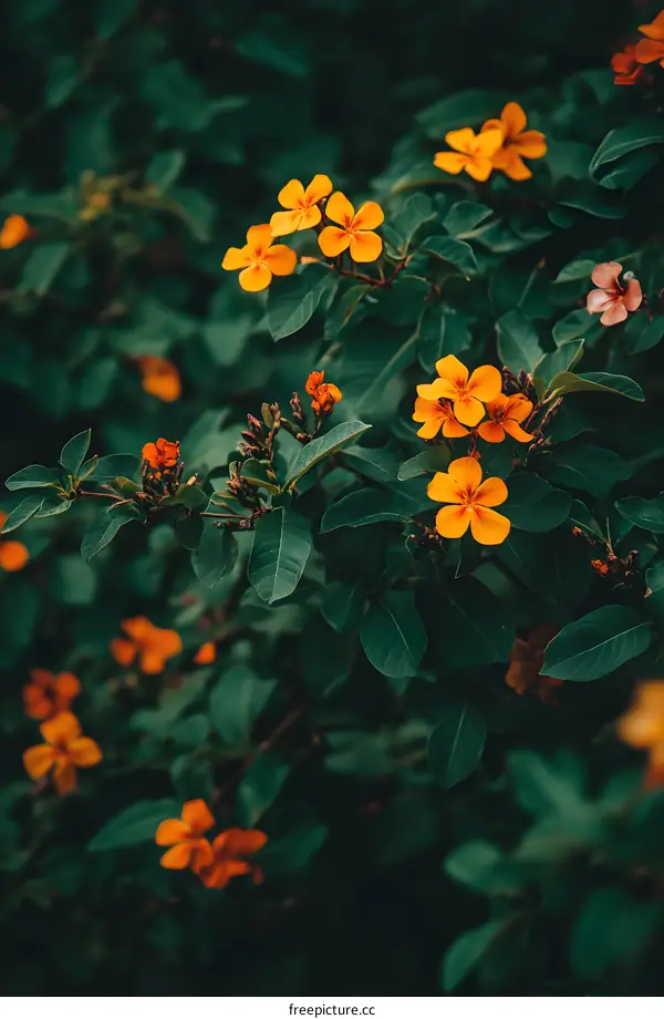 Orange Flowers on Green Leaves