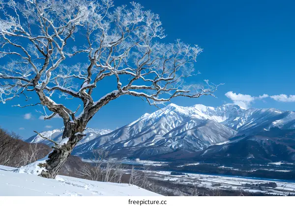 Snow-covered trees and mountains