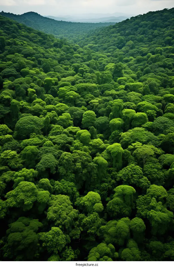 A lush green rainforest with a river running through it