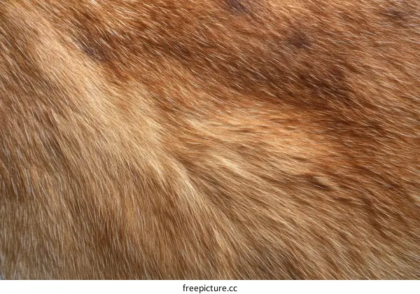 Closeup Fur Texture of Animal Coat