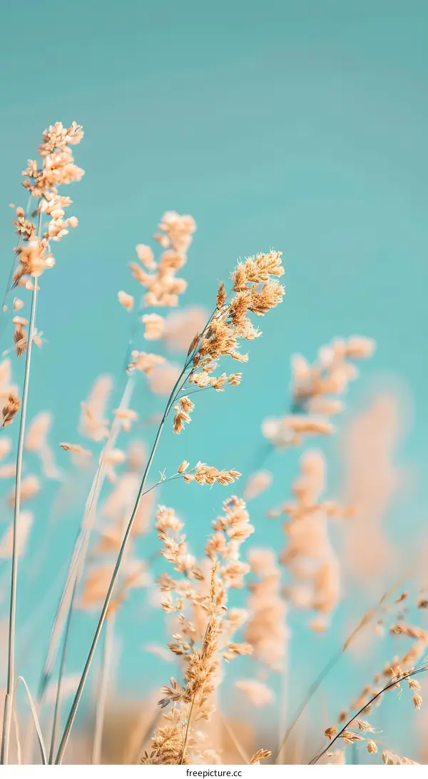 Golden Grass Against Blue Sky
