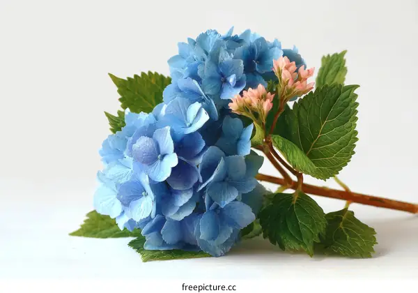 Beautiful Light Blue Hydrangea Bouquet on White Background