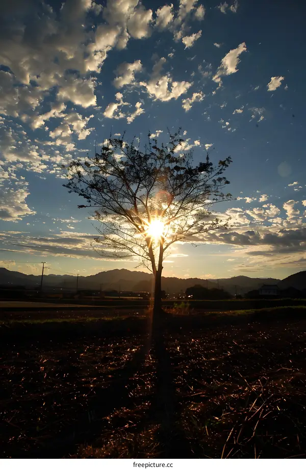 Sunset over a lonely tree in a vast field