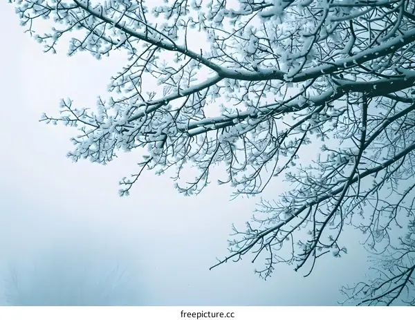Winter Snow Covered Tree Branches