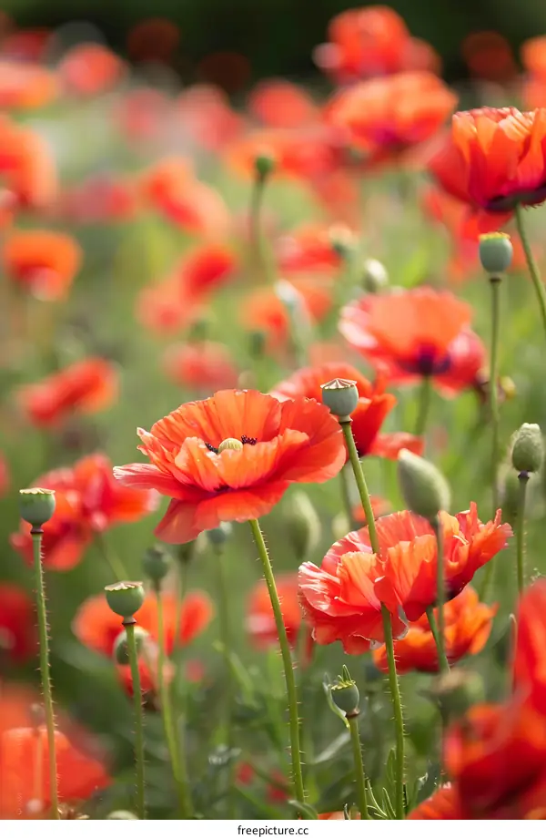 Red Poppy Field in Summer