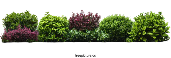 [Transparent Background PNG]Colorful  Landscaping  Shrubs  Collection  Design