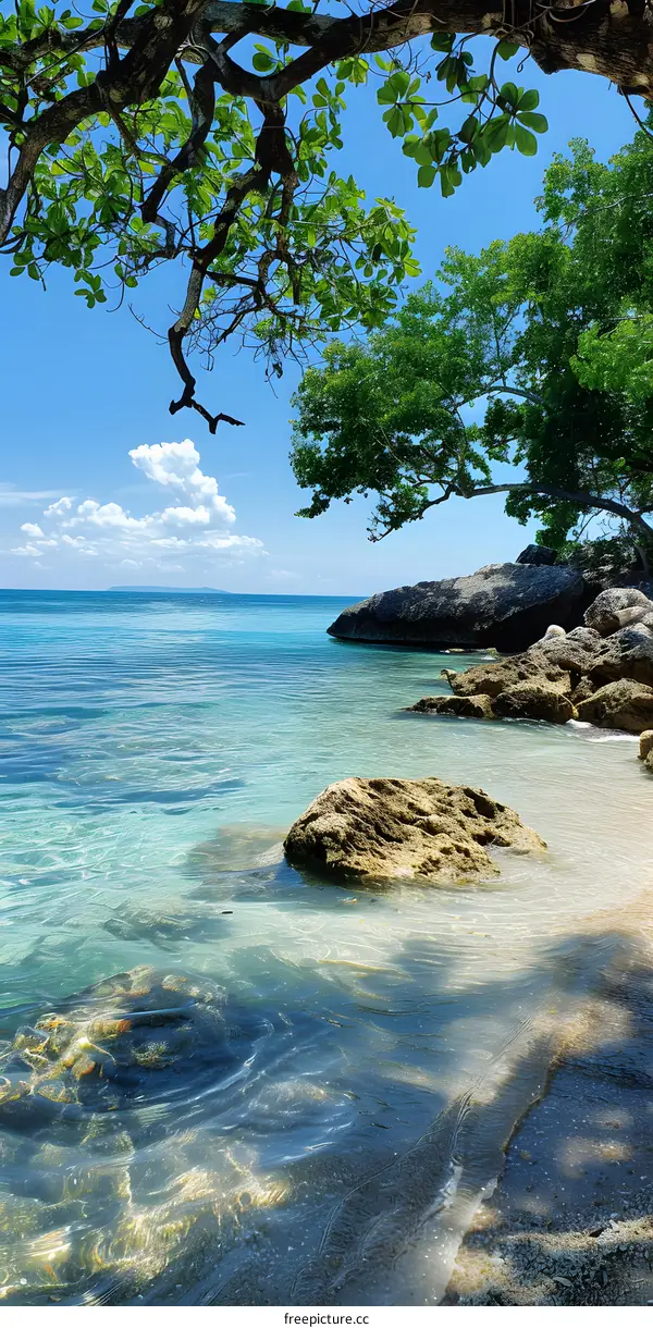 Tropical Beach with Turquoise Water and Trees