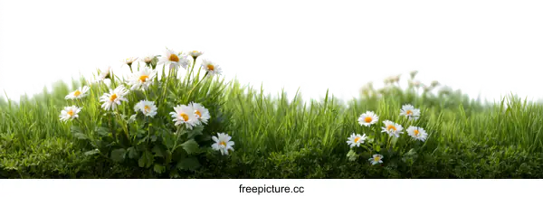 [Transparent Background PNG]Fresh Spring Meadow with Daisies