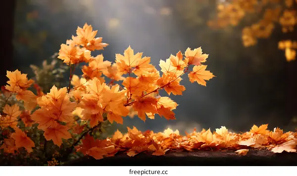 Autumnal Maple Leaves in Sunlight