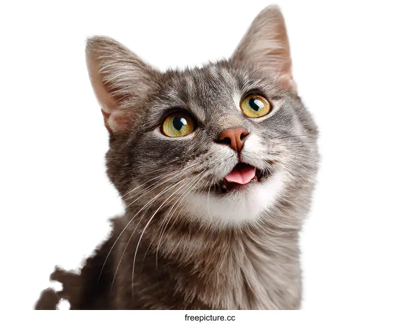 [Transparent Background PNG]Close Up of a Playful Grey Cat with Tongue Out