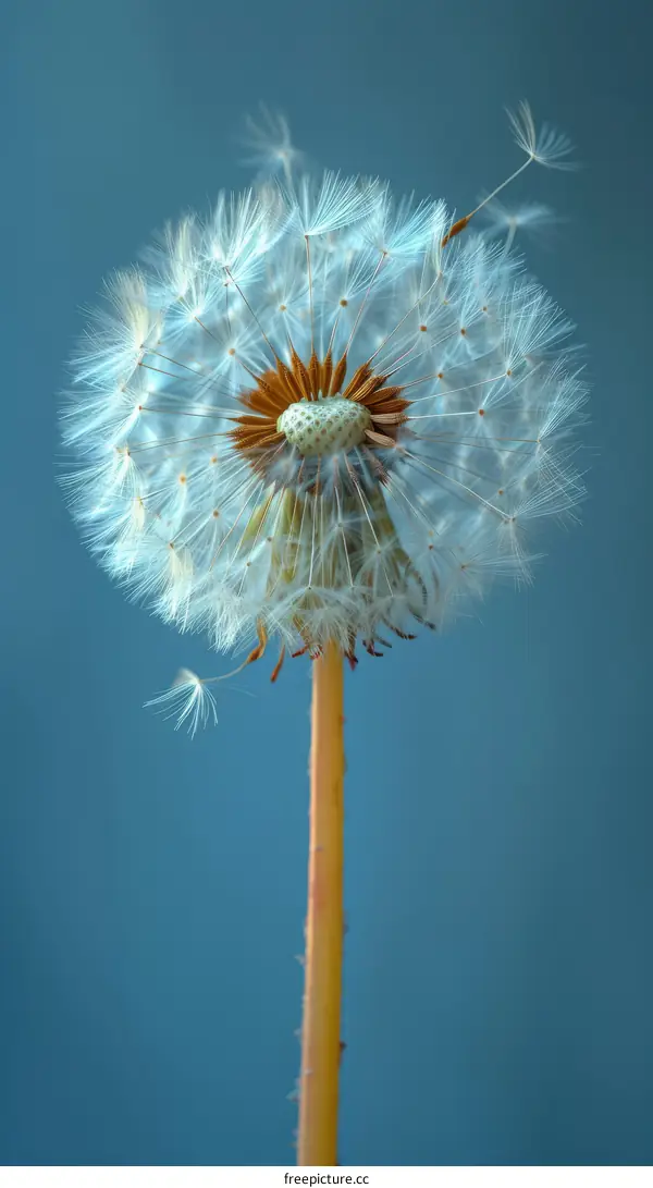 Dandelion seeds blowing away in the wind