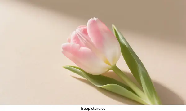 A Delicate Pink and White Tulip with Fresh Green Leaves