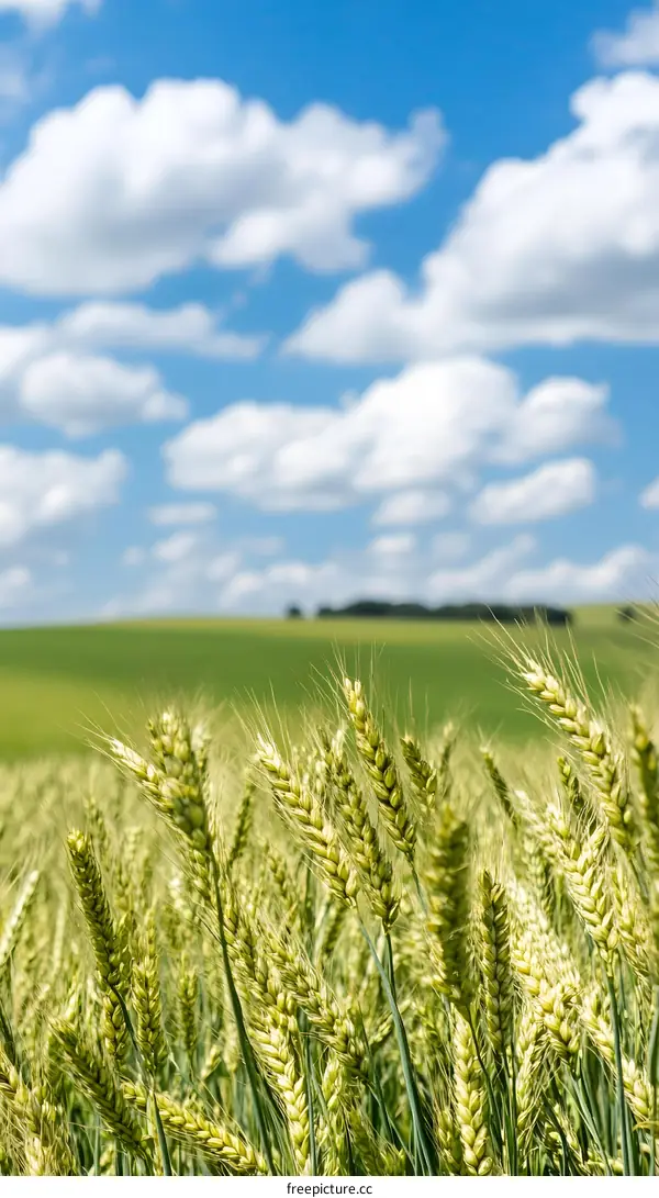 Wheat Field Under a Blue Sky With White Clouds