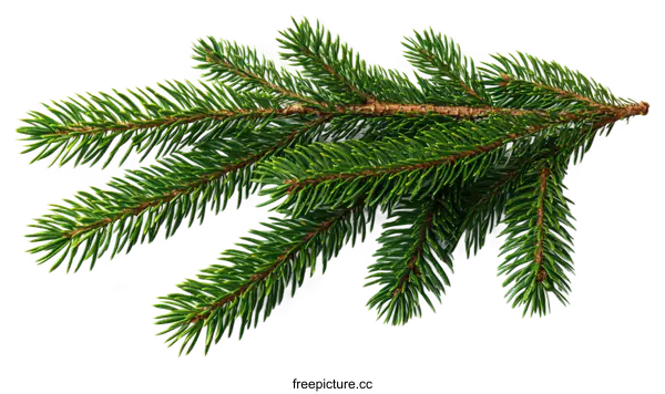 [Transparent Background PNG]Closeup of Fresh Evergreen Fir Branches