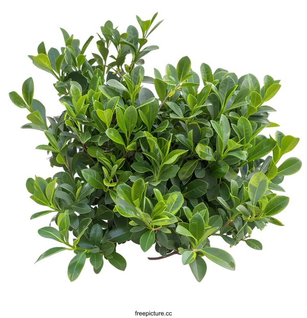 [Transparent Background PNG]Green Bush Isolated On White Background