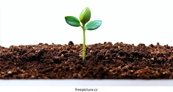 Sprout Emerging from Soil Nature Background