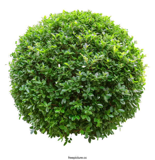 [Transparent Background PNG]Green Bush Isolated on White Background
