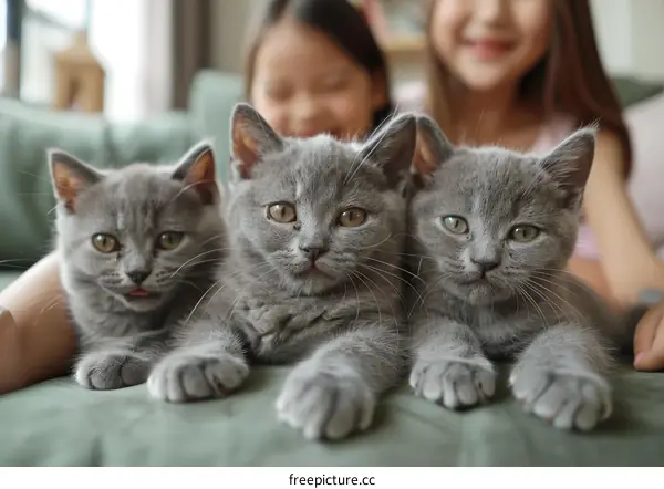 Three cute British Shorthair kittens with a little girl