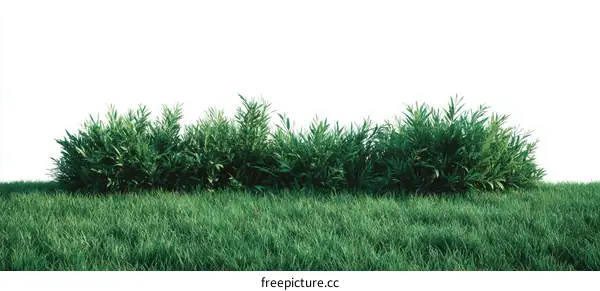 Green Plants Border on Grass