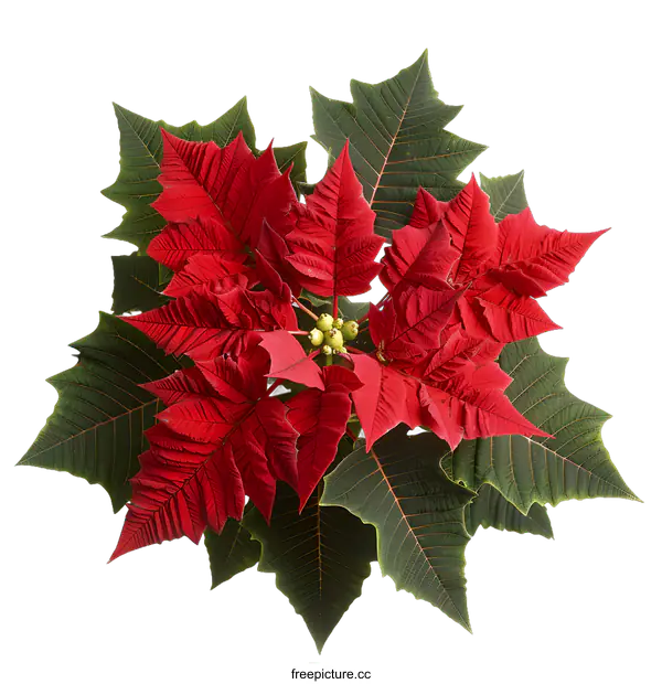 [Transparent Background PNG]Red Poinsettia Flower Plant Isolated on White Background