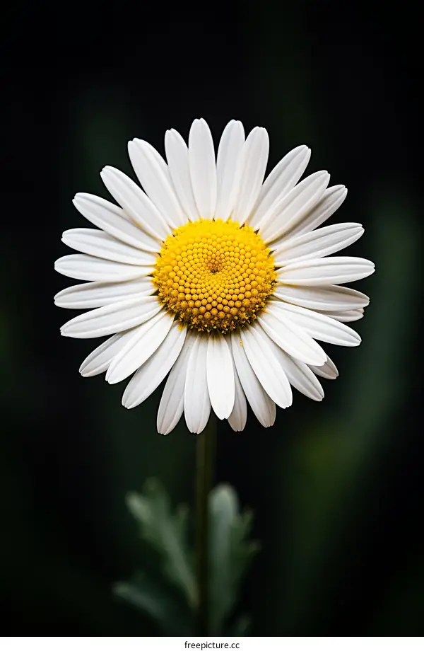 Close-up of a White Daisy Flower with Yellow Center