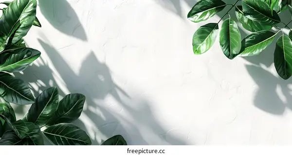 Green Leaves on a White Background