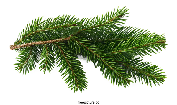 [Transparent Background PNG]Close Up of Evergreen Branches